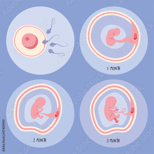 four embryo development phases