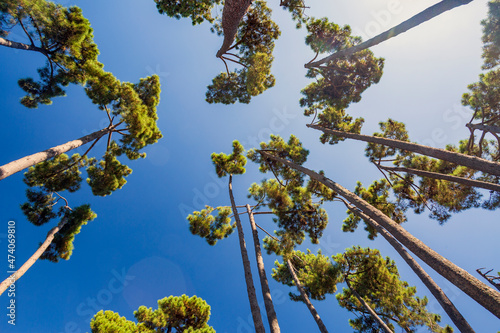 Alberi che sfiorano il cielo. Un paesaggio di natura e colori photo