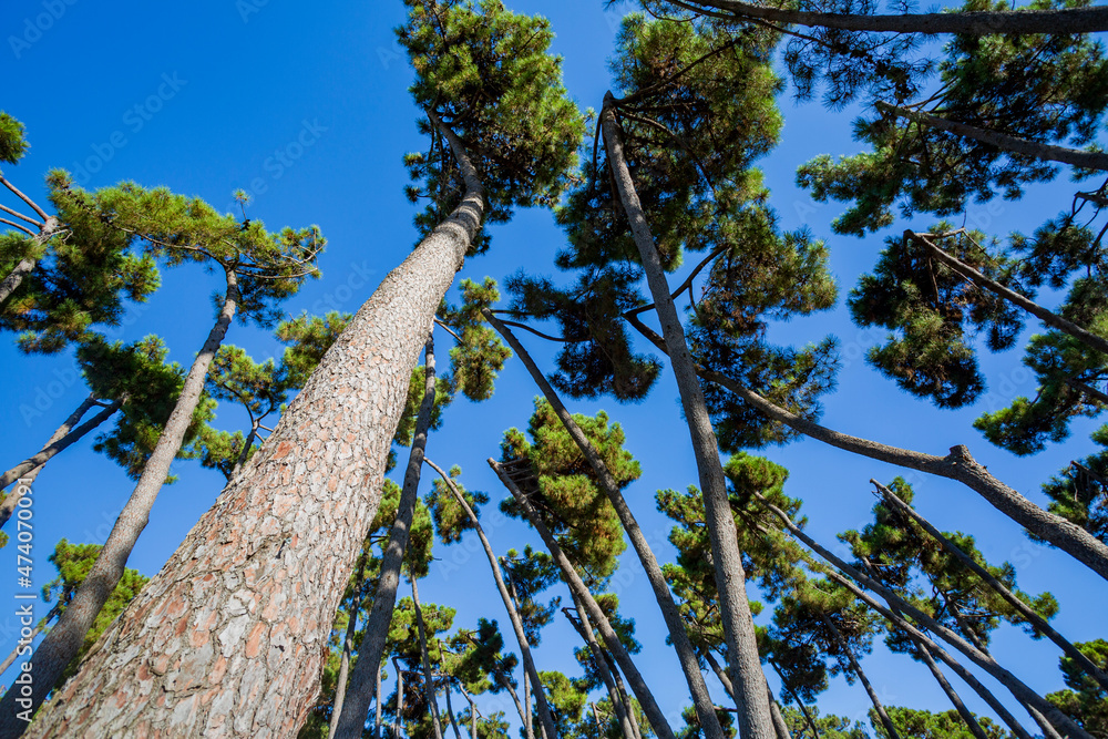 Fototapeta premium Alberi che sfiorano il cielo. Un paesaggio di natura e colori