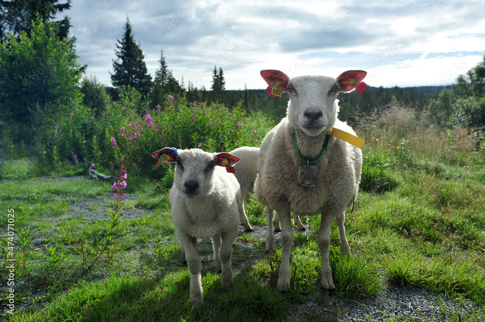 Obraz premium Sheep and lamb looking straight into camera. Summer day with flowers and plants in the background.