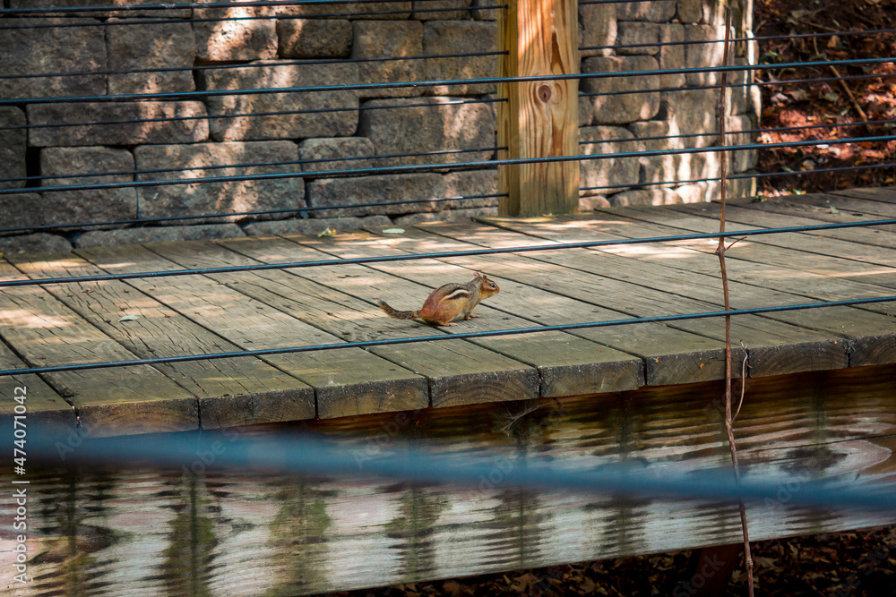 Chipmunk sitting on a bridge path in a garden
