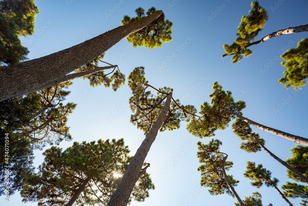 Alberi che sfiorano il cielo.Un paesaggio di natura e colori