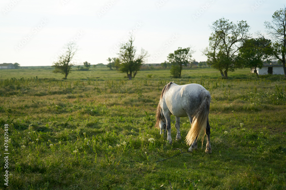 Fototapeta premium Horse in the field eating grass morning nature animal