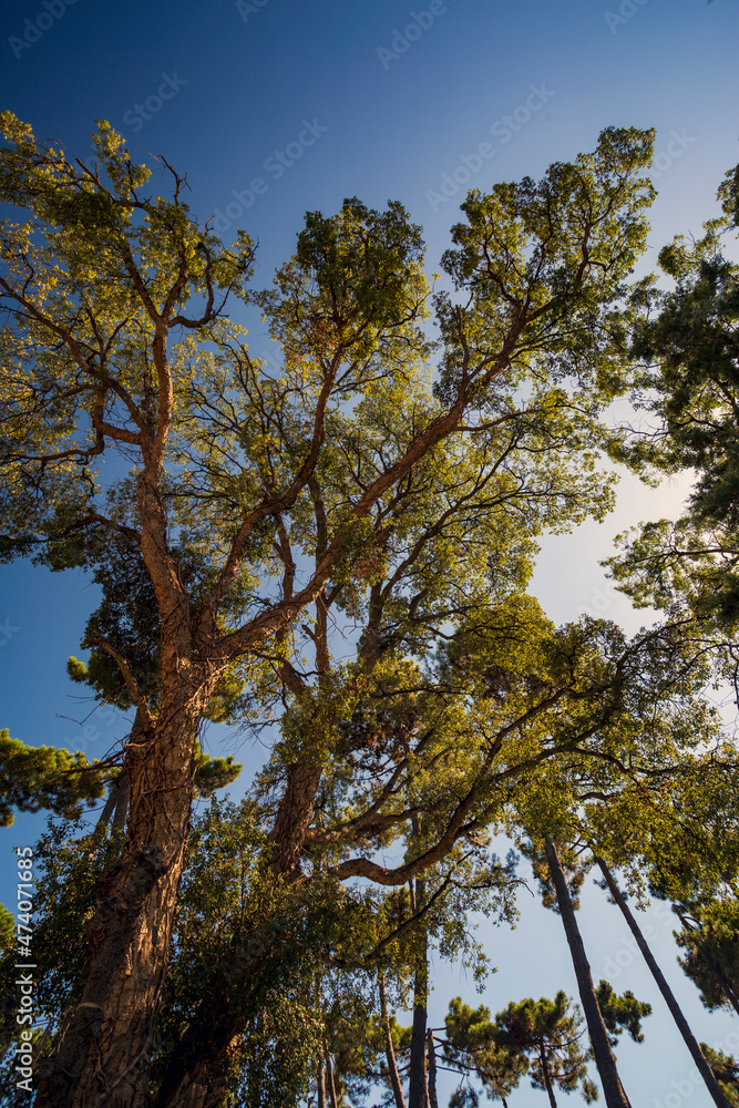 Alberi che sfiorano il cielo.Un paesaggio di natura e colori Alberi che sfiorano il cielo.Un paesaggio di natura e colori