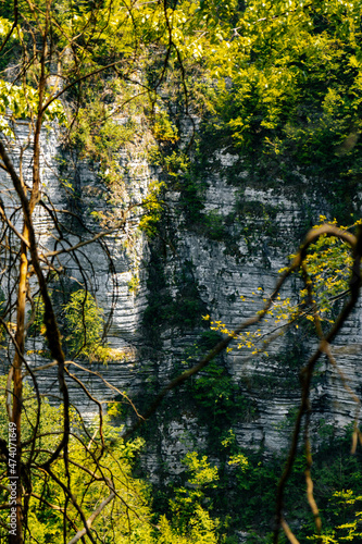 sheer white cliffs with overhanging greenery during the day © Tima