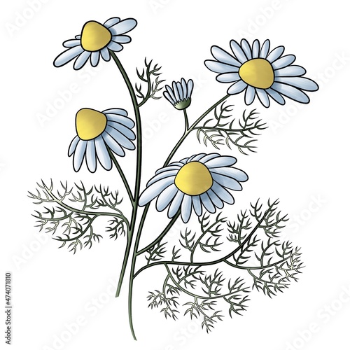 two sprigs of chamomile with flowers and leaves graphic sketch isolated