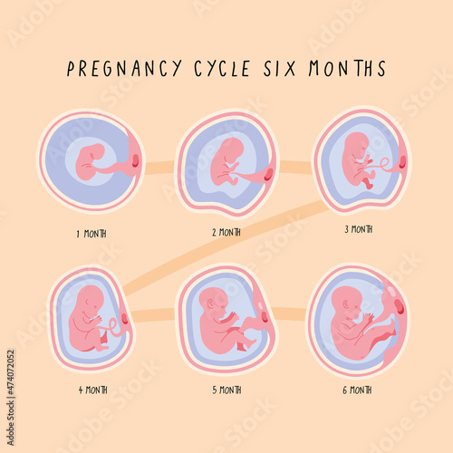 embryo development cycle six
