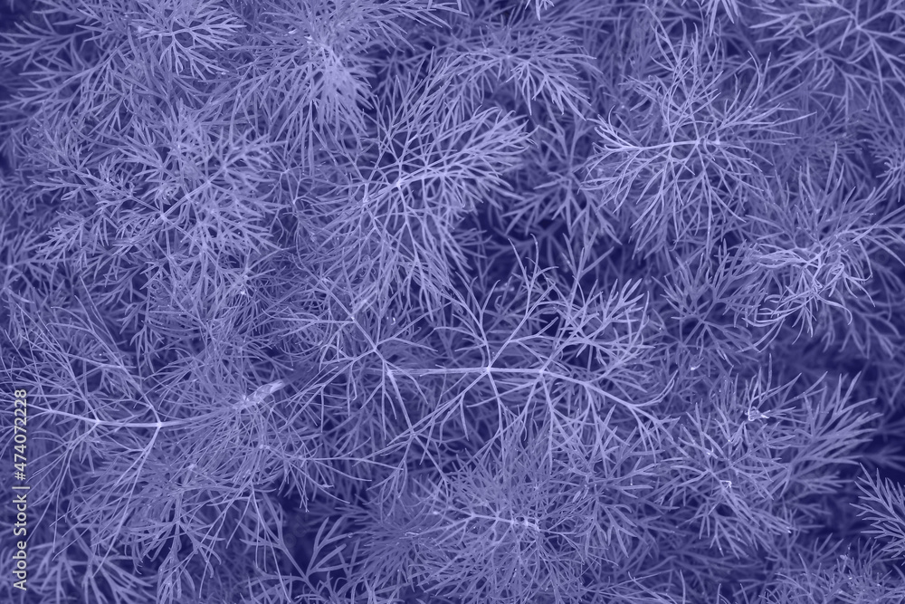 Very Peri Color of the year 2022. Violet. Fresh green dill close-up background. Green nature food background. Very Peri Color of the year 2022. Violet. Fresh green dill close-up background. Green nature food background.