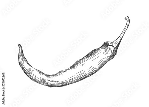illustration of hot chili pepper in black line, isolated on white background. Sticker, image for menu, packaging, design element