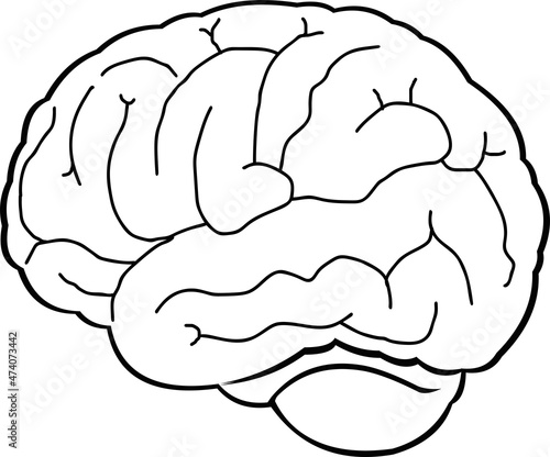 Vector illustration of a brain drawn in black and white