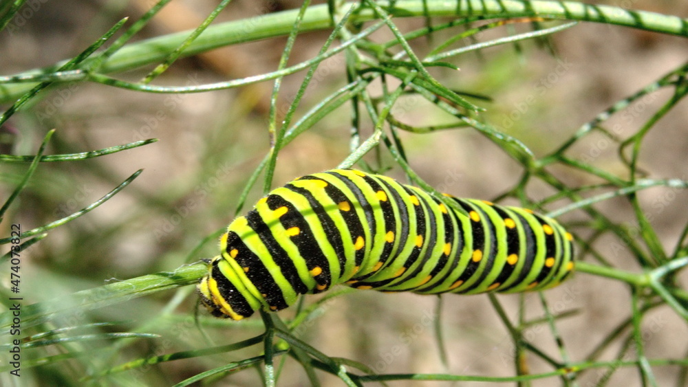 Fifth instar of an anise swallowtail butterfly caterpillar on fennel, in Cotacachi, Ecuador