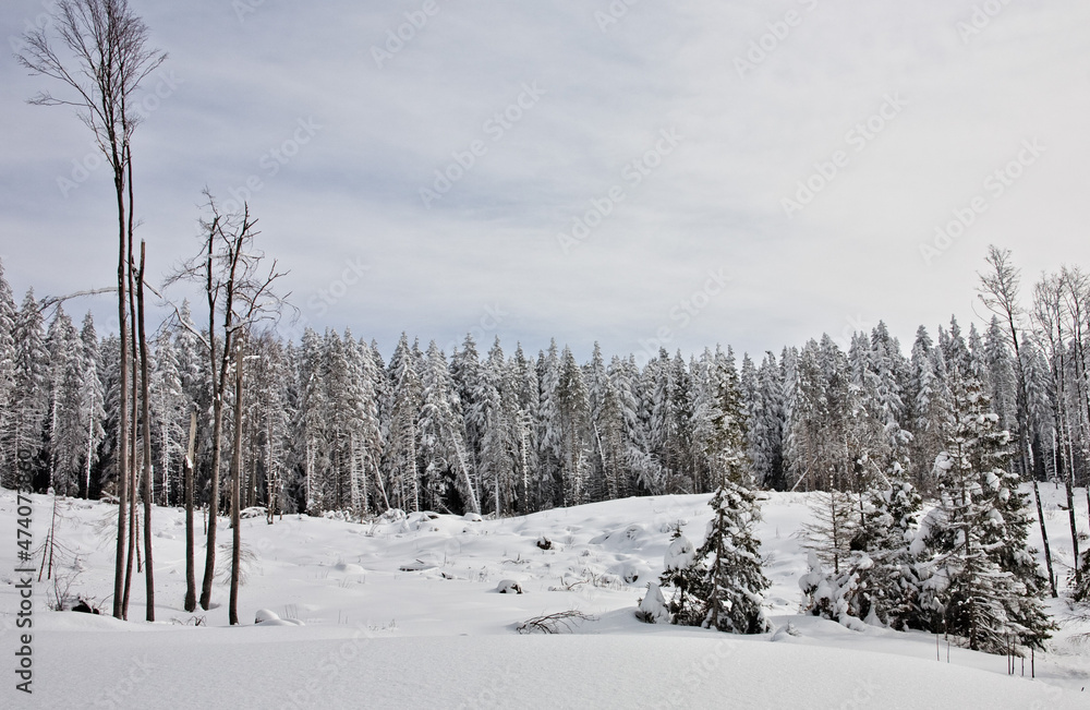 snow covered trees snow covered trees