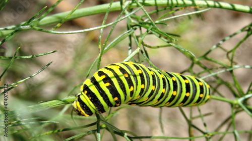 Fifth instar of an anise swallowtail butterfly caterpillar on fennel, in Cotacachi, Ecuador © Angela
