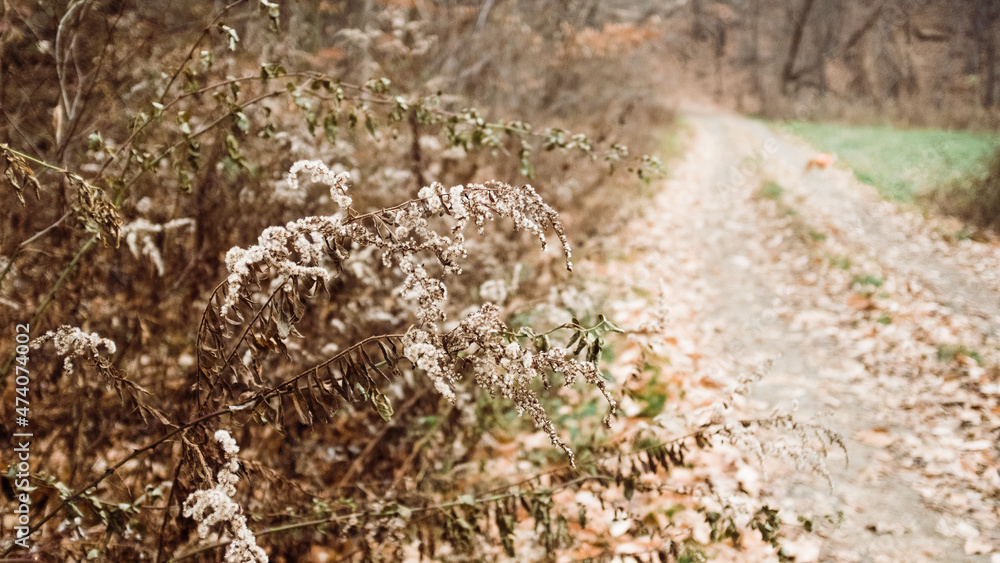 Obraz premium Autumn Forest