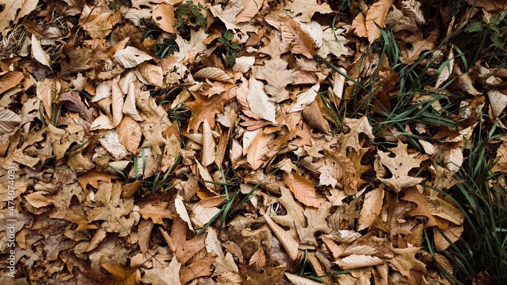 Autumn Leaves Autumn Leaves