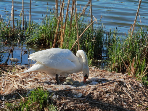 Acquatic bird in the Adda River photo