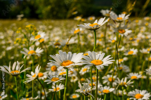 Field daisies
