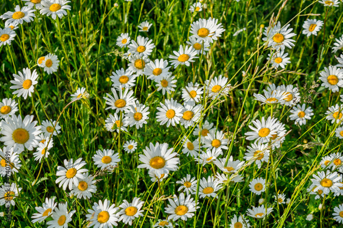 Field daisies © andreymuravin