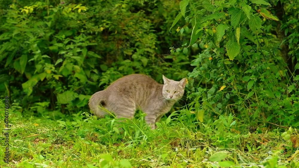 A domestic gray cat walks outdoors in the garden on a sunny summer day. Pets are free to walk A domestic gray cat walks outdoors in the garden on a sunny summer day. Pets are free to walk