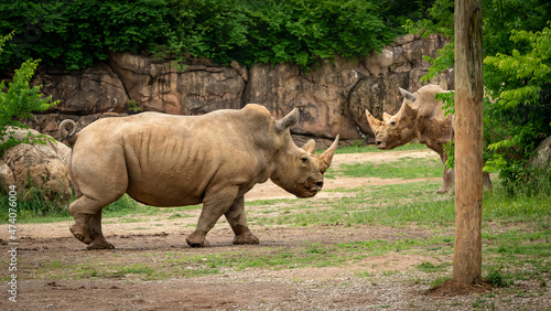 Southern White Rhinoceros group at the zoo in Tennessee.
