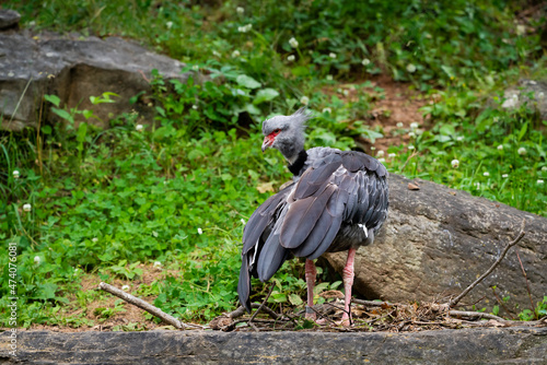 Southern Crested Screamer bird in zoo enclosure in Tennessee.