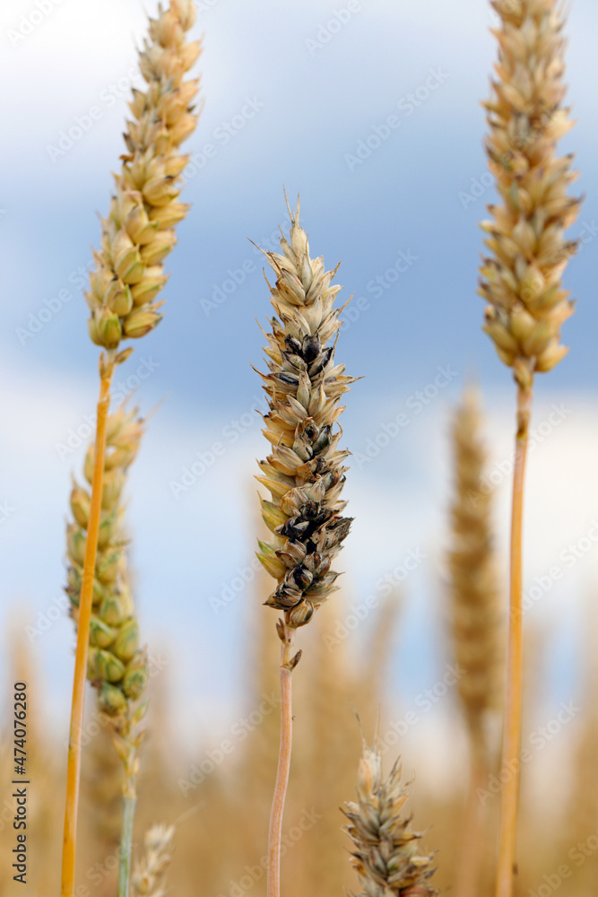 Common bunt, or stinking smut and covered smut, is a disease of spring and winter wheats caused by Tilletia tritici and laevis. Grains are filled with herring stink fungus. Significant reduces yields. Common bunt, or stinking smut and covered smut, is a disease of spring and winter wheats caused by Tilletia tritici and laevis. Grains are filled with herring stink fungus. Significant reduces yields.