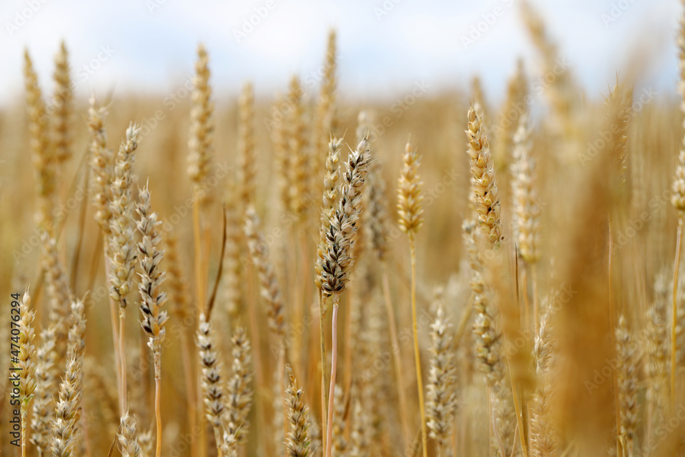 Common bunt, or stinking smut and covered smut, is a disease of spring and winter wheats caused by Tilletia tritici and laevis. Grains are filled with herring stink fungus. Significant reduces yields. Common bunt, or stinking smut and covered smut, is a disease of spring and winter wheats caused by Tilletia tritici and laevis. Grains are filled with herring stink fungus. Significant reduces yields.