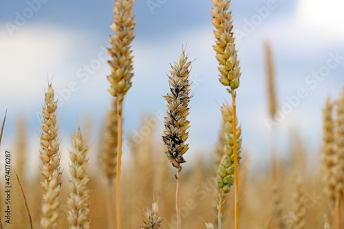 Common bunt, or stinking smut and covered smut, is a disease of spring and winter wheats caused by Tilletia tritici and laevis. Grains are filled with herring stink fungus. Significant reduces yields.