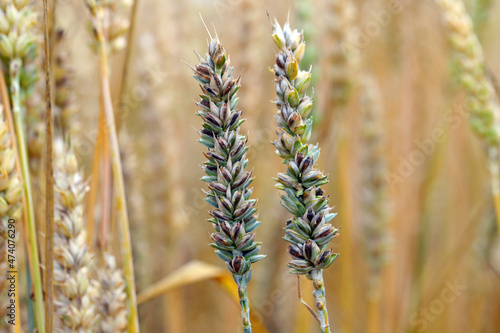 Common bunt, or stinking smut and covered smut, is a disease of spring and winter wheats caused by Tilletia tritici and laevis. Grains are filled with herring stink fungus. Significant reduces yields. photo