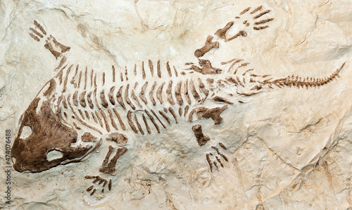 Fossil of a prehistoric creature.