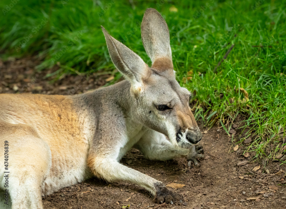 Red Kangaroo hoping around enclosure at the zoo in Tennessee.