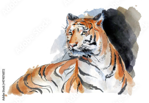 The tiger lies and looks attentively - portrait - watercolor drawing. On a white background isolated