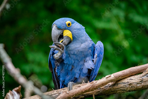Blue Hyacinth Macaw preening on perch as zoo animal in Tennessee. © Wildspaces