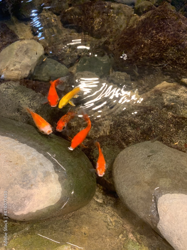 Foto Poissons rouges