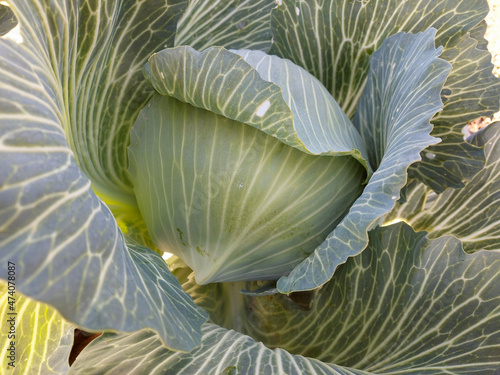 Cabbage grow in the garden. Agriculture. Healthy and healthy food for humans. The cultivation of cabbage.