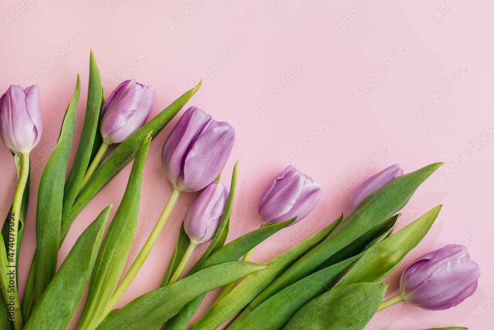 Purple tulips on pink background. Flat lay, top view, copy space. Flower composition. Spring time concept. Purple tulips on pink background. Flat lay, top view, copy space. Flower composition. Spring time concept.