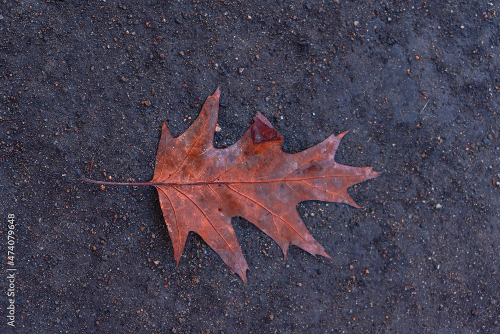 orange tree leaf in the middle of autumn orange tree leaf in the middle of autumn