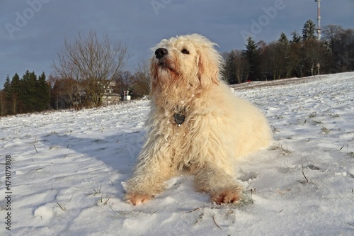 Goldendoodle im Schnee auf dem Hohen Meißner photo