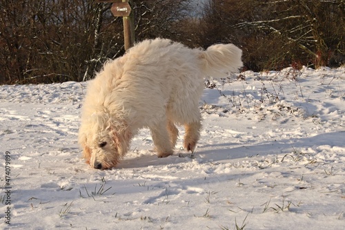 Goldendoodle im Schnee auf dem Hohen Meißner photo