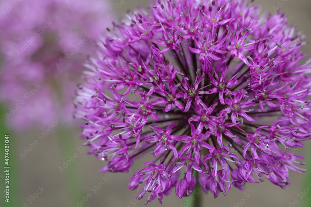 Large ball flower Allium giganteum. Growing bulbs in the garden. Giant violet flowers blooming. Allium Flowers in spring garden. Macro of blooming onion flower head in the garden Large ball flower Allium giganteum. Growing bulbs in the garden. Giant violet flowers blooming. Allium Flowers in spring garden. Macro of blooming onion flower head in the garden