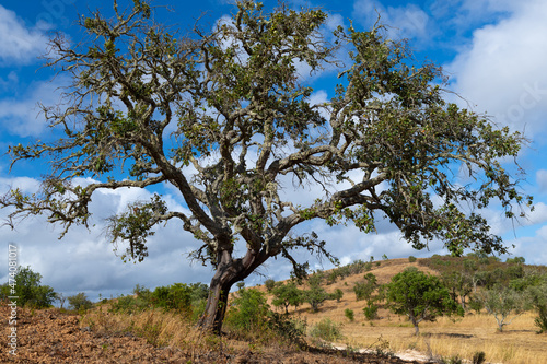 Cork oak tree. Highlands of the Algarve, Portugal.