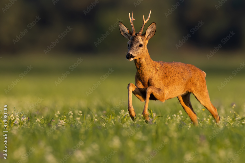 Roe deer, capreolus capreolus, in dynamic movement on pasture in sunset. Brown antlered animal jumping on field in golden hour. Orange creature in dynamic motion. Roe deer, capreolus capreolus, in dynamic movement on pasture in sunset. Brown antlered animal jumping on field in golden hour. Orange creature in dynamic motion.