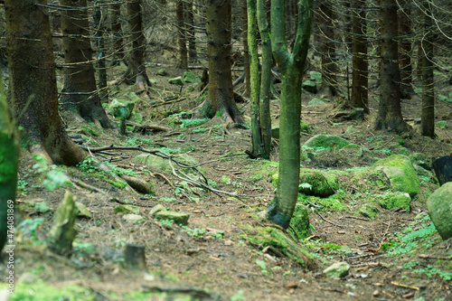 Pnie drzew w lesie, naturalna uroda leśnej ściółki