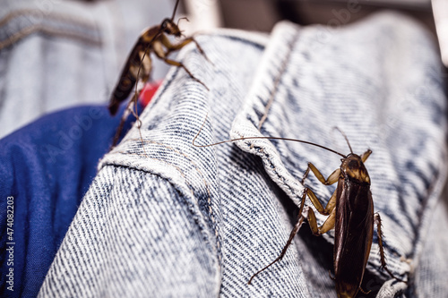 common cockroaches gnawing or gnawing clothes, insects inside the wardrobe, problem with urban pests photo