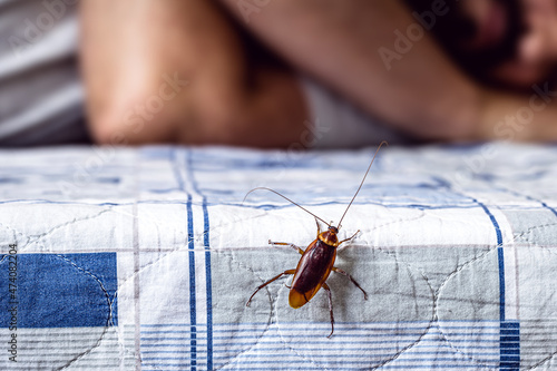 cockroach climbing on a bed, man sleeping in the background, insect problems at home, need for detection photo