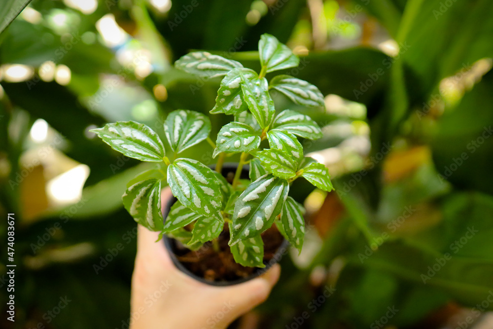 Pilea Cadierei Live Plant Indoor Aluminium Plant Pilea Cadierei Live Plant Indoor Aluminium Plant