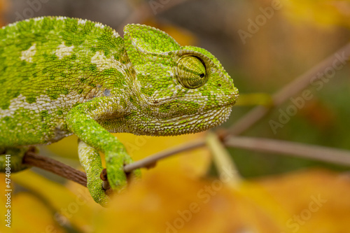 Colorful chameleon in nature. Colorful chameleon climbing on a tree