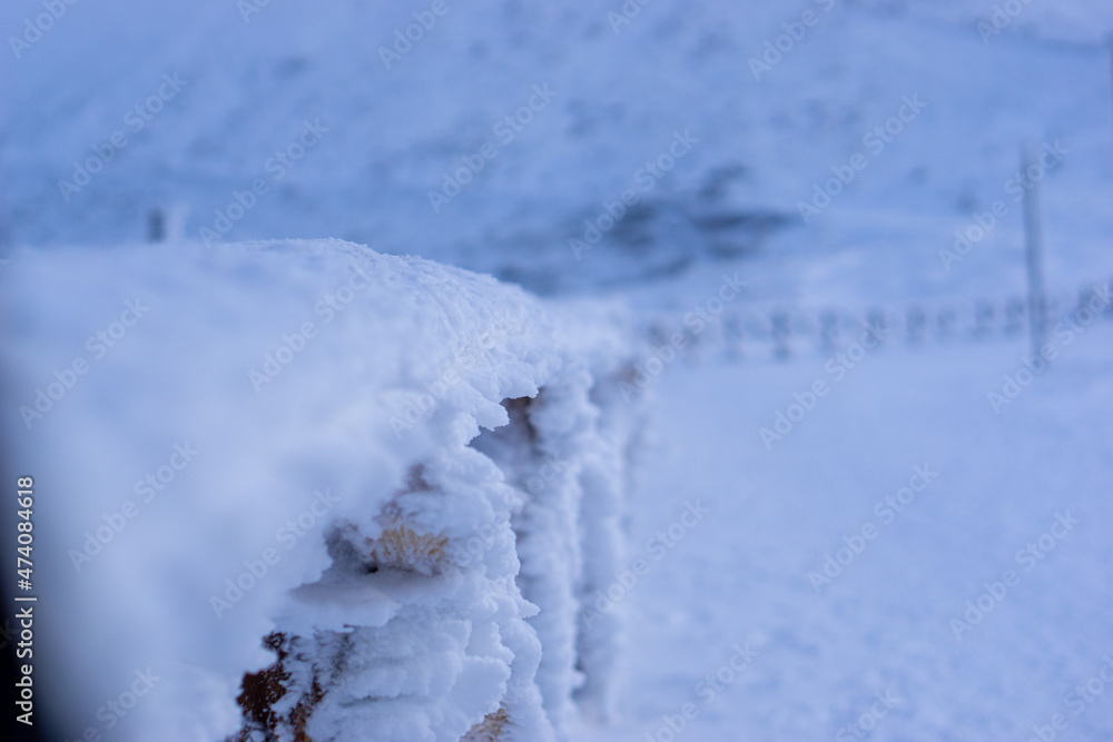 snow covered trees