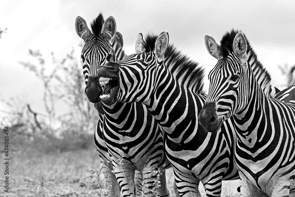 Fototapeta premium Zebra Stallions 13829 BW