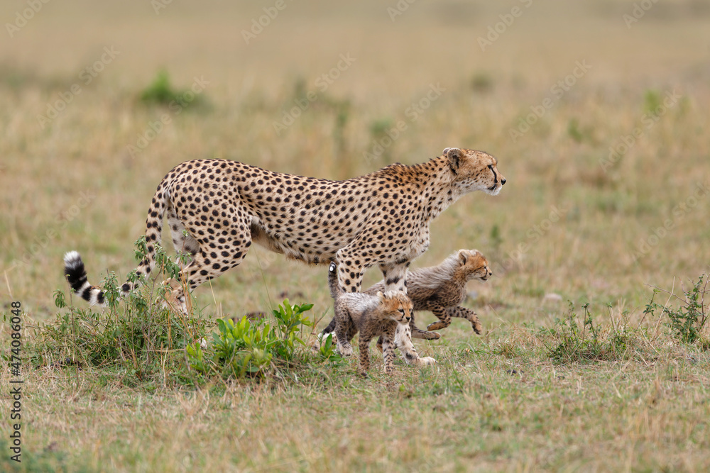 Cheetah mother taking care of her (in total 6)  cubs in the Masai Mara Game Reserve in Kenya